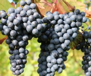 Cómo cultivar Uvas deliciosas